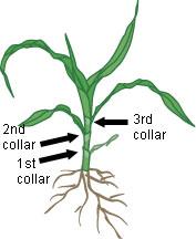 corn collar growth