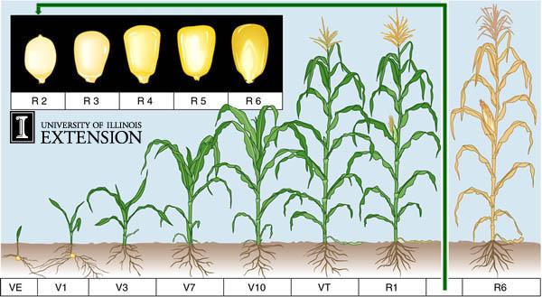corn growth stages