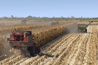 Corn harvest, San Joaquin Delta, California